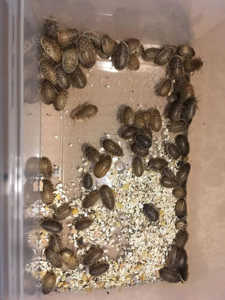 Dubia roaches in an existing store photograph
