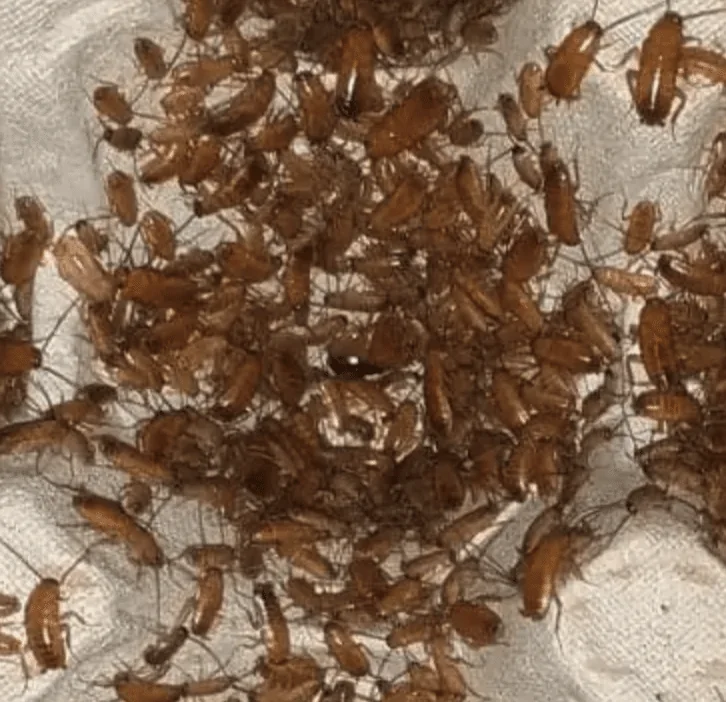 Red Roaches, also known as Red Runners