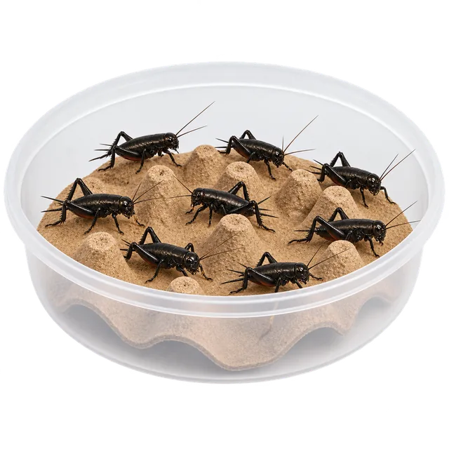 Illustration of black crickets in a clear tub with cardboard shelters