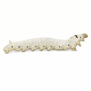 20 Medium/Small Silkworms