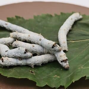 Extra Large live silkworms, approximately 5–6+cm long, on a mulberry leaf