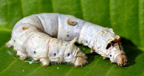 20130215silkwormcloseup.jpg