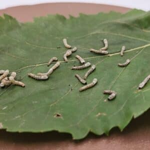 Micro live silkworms, approximately 2–5mm long, on a mulberry leaf
