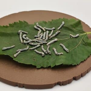 Small live silkworms, approximately 5–10mm long, on a mulberry leaf