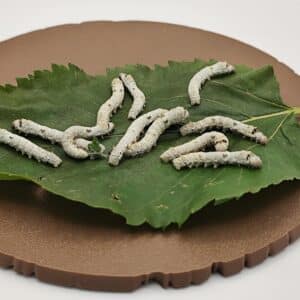 Medium live silkworms, approximately 20–40mm long, on a mulberry leaf