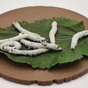 Large live silkworms, approximately 40–50mm long, on a mulberry leaf