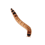 Morio Worms