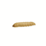 Waxworms