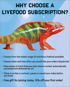 Homepage - Silkworm Store