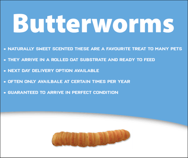 Butterworms – Silkworm Store