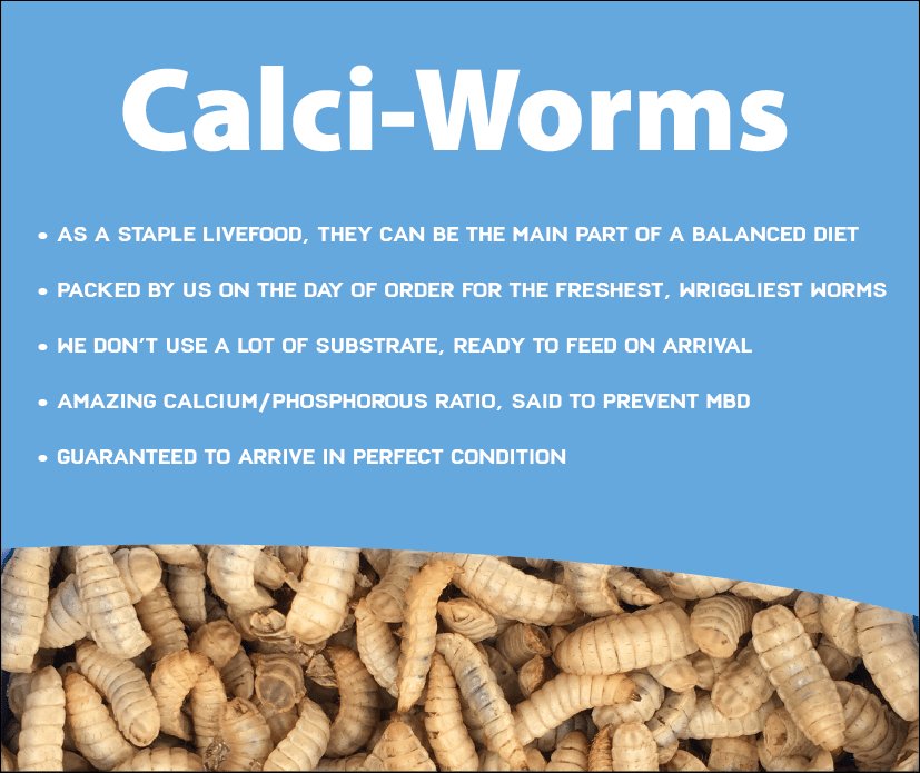 BULK Calci Worms - Silkworm Store