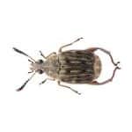 Bean Weevil Culture