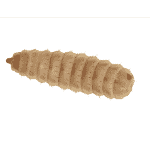 Calci Worms