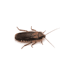 Dubia Roaches