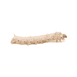 Silkworms