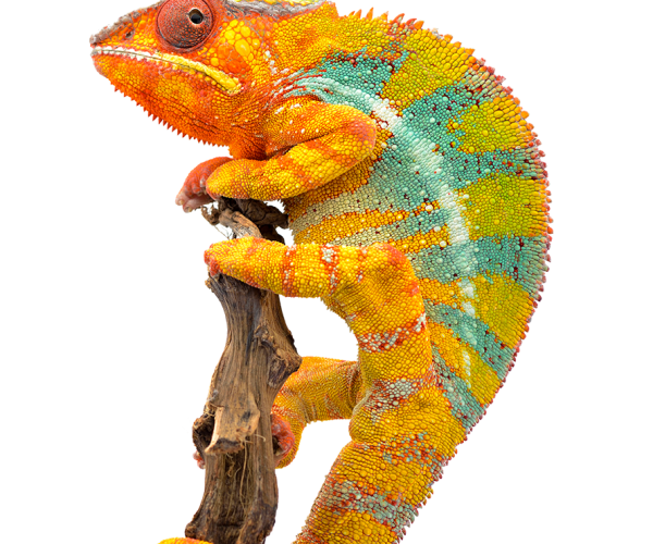 yellow-blue-lizard-panther-chameleon-isolated-on-G6KWB2F