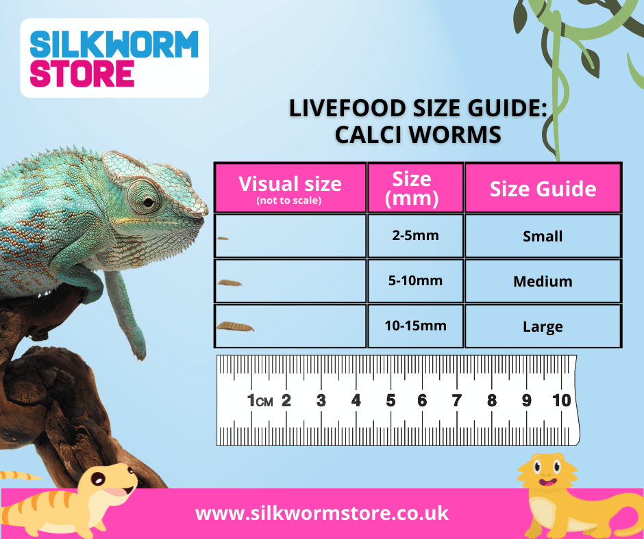 Size Guide - Calci Worms