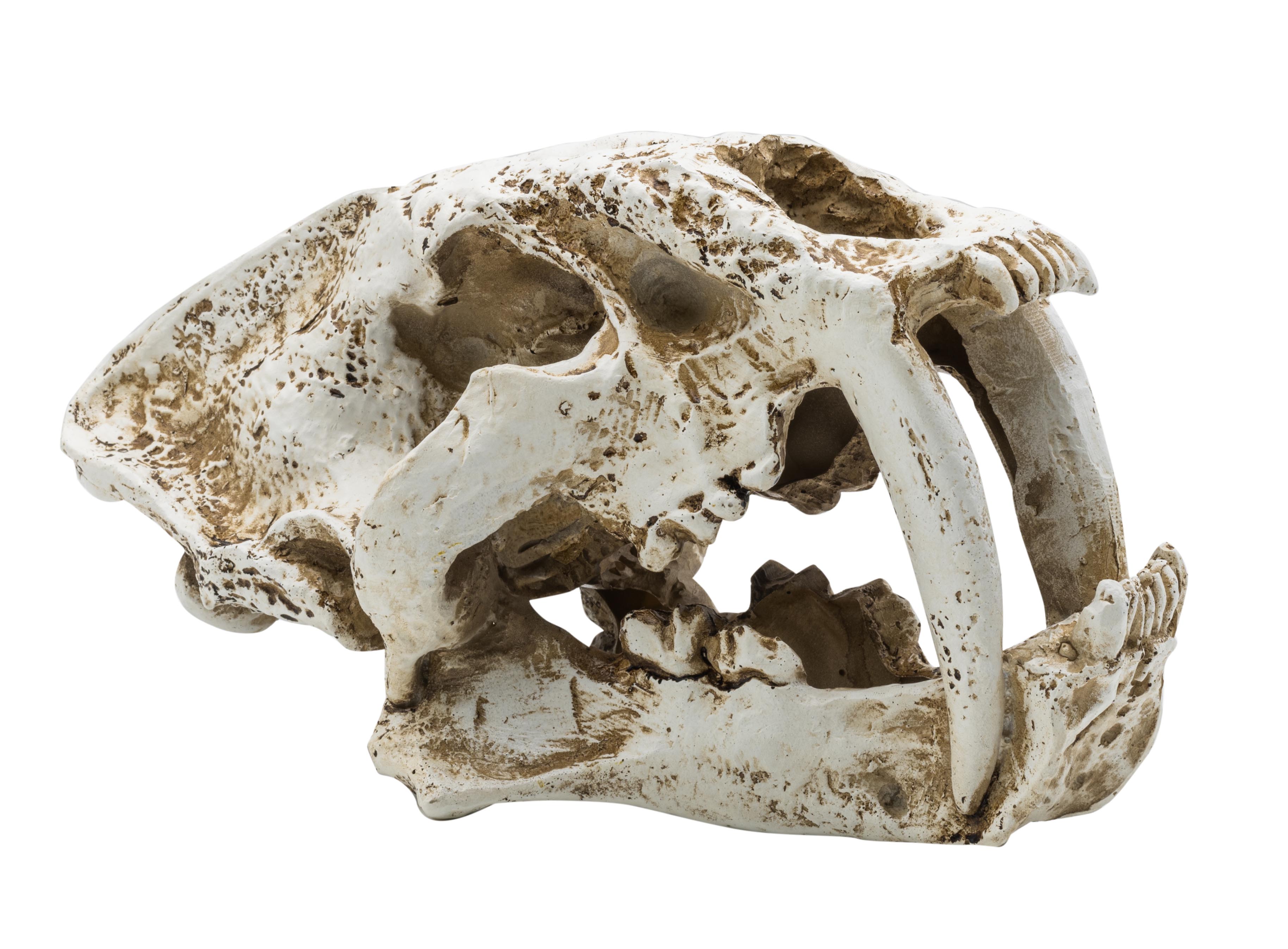 ProRep Smilodon Skull Lrg 26.5x14.5x15.5cm