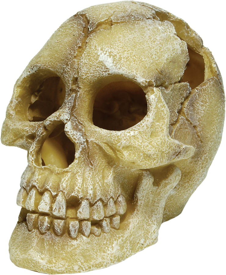 Repstyle Skull Human 12 x 18 x 13cm 