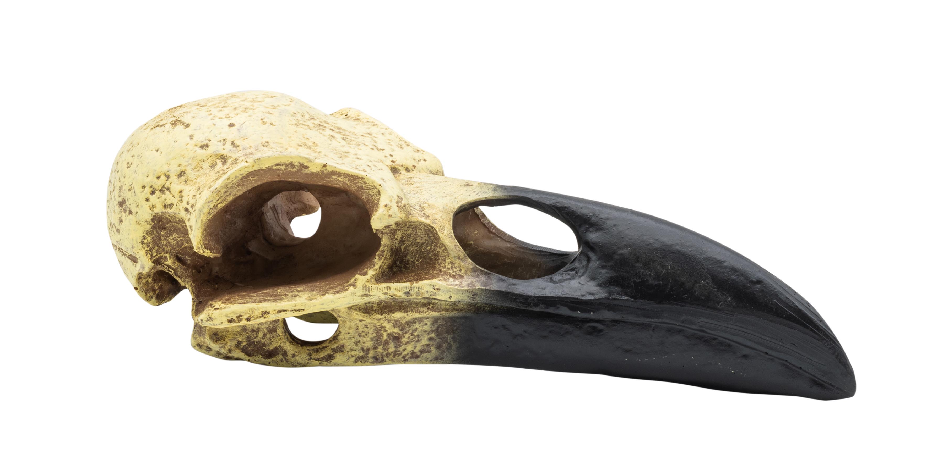 ProRep Corvid Skull 15.5x6.5x5.5cm