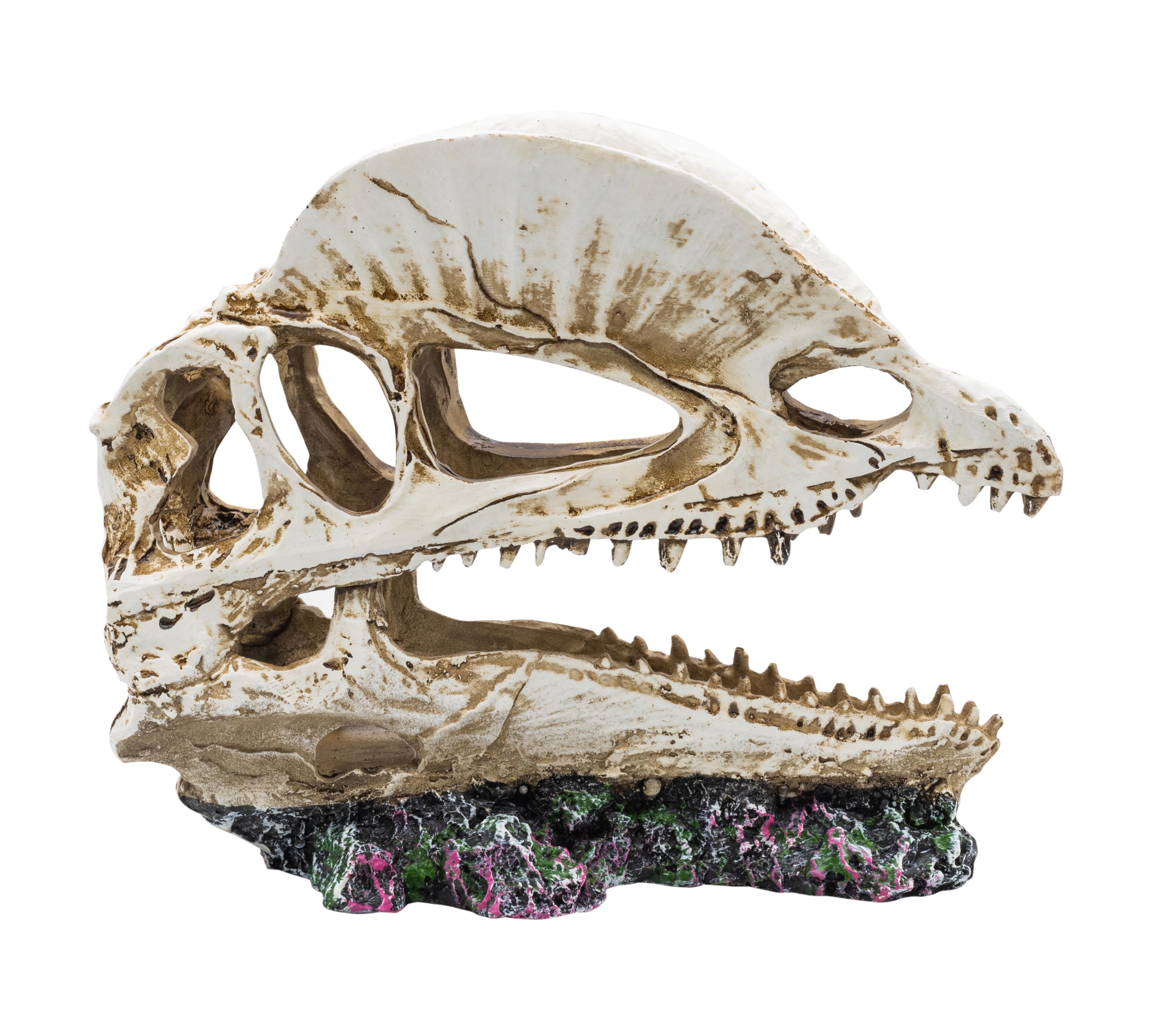 ProRep Dilophosaurus Skull 19x9x14cm