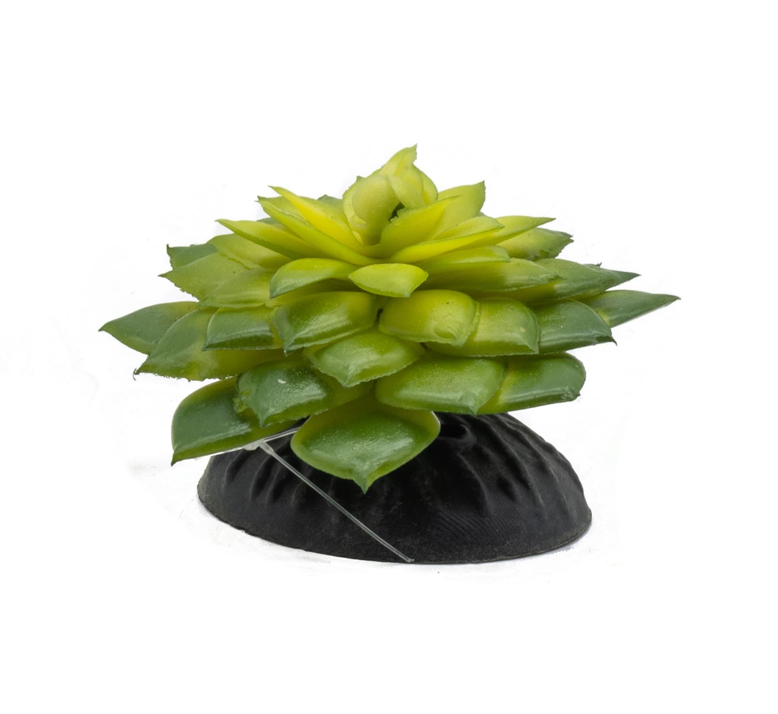 ProRep E Salsaverde Plant 10cm