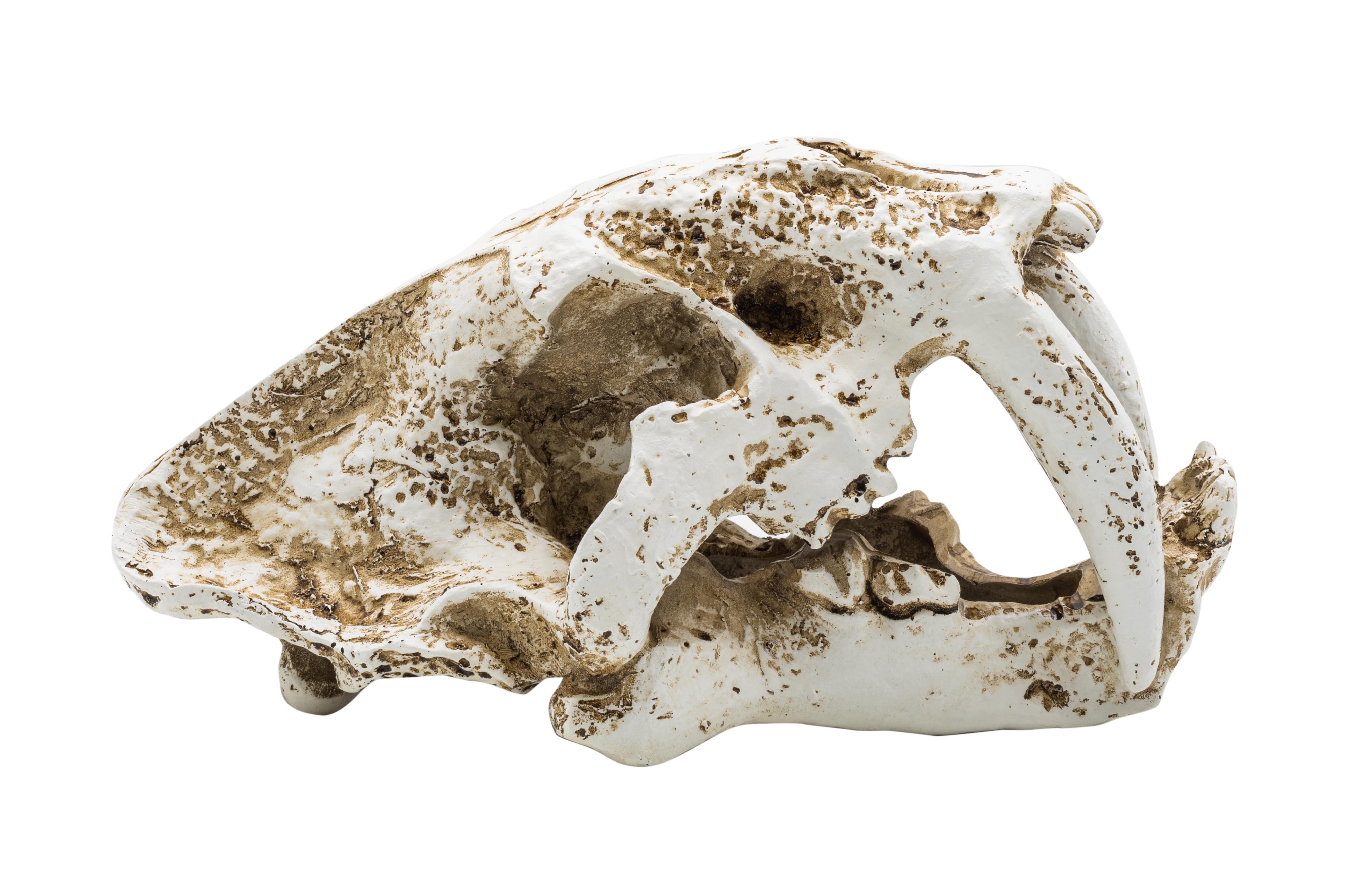 ProRep Smilodon Skull Med 19.5x10.5x11cm