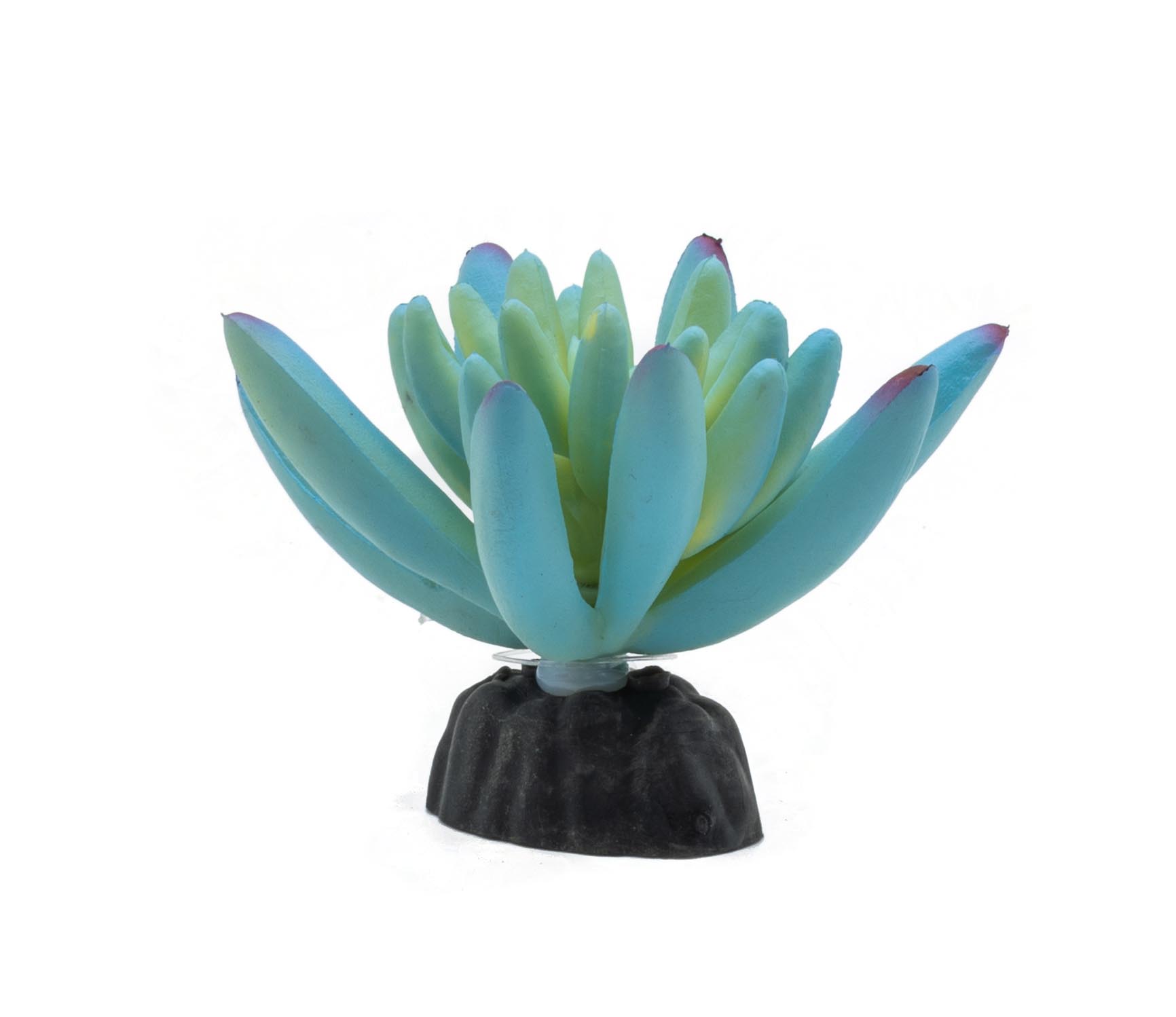 ProRep Sedum Plant Blue 10cm