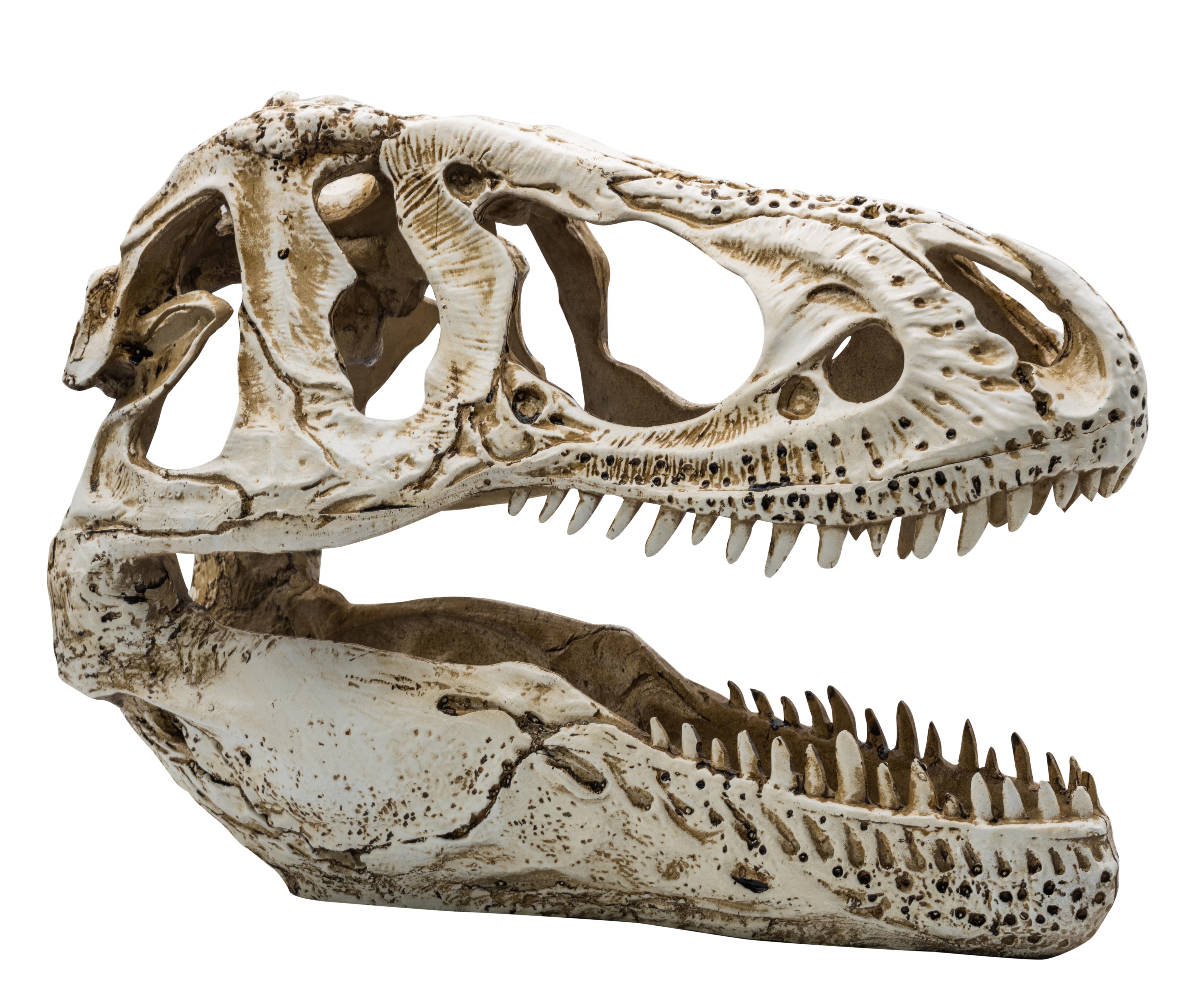 ProRep XL T-Rex Skull 38.5x18x28cm