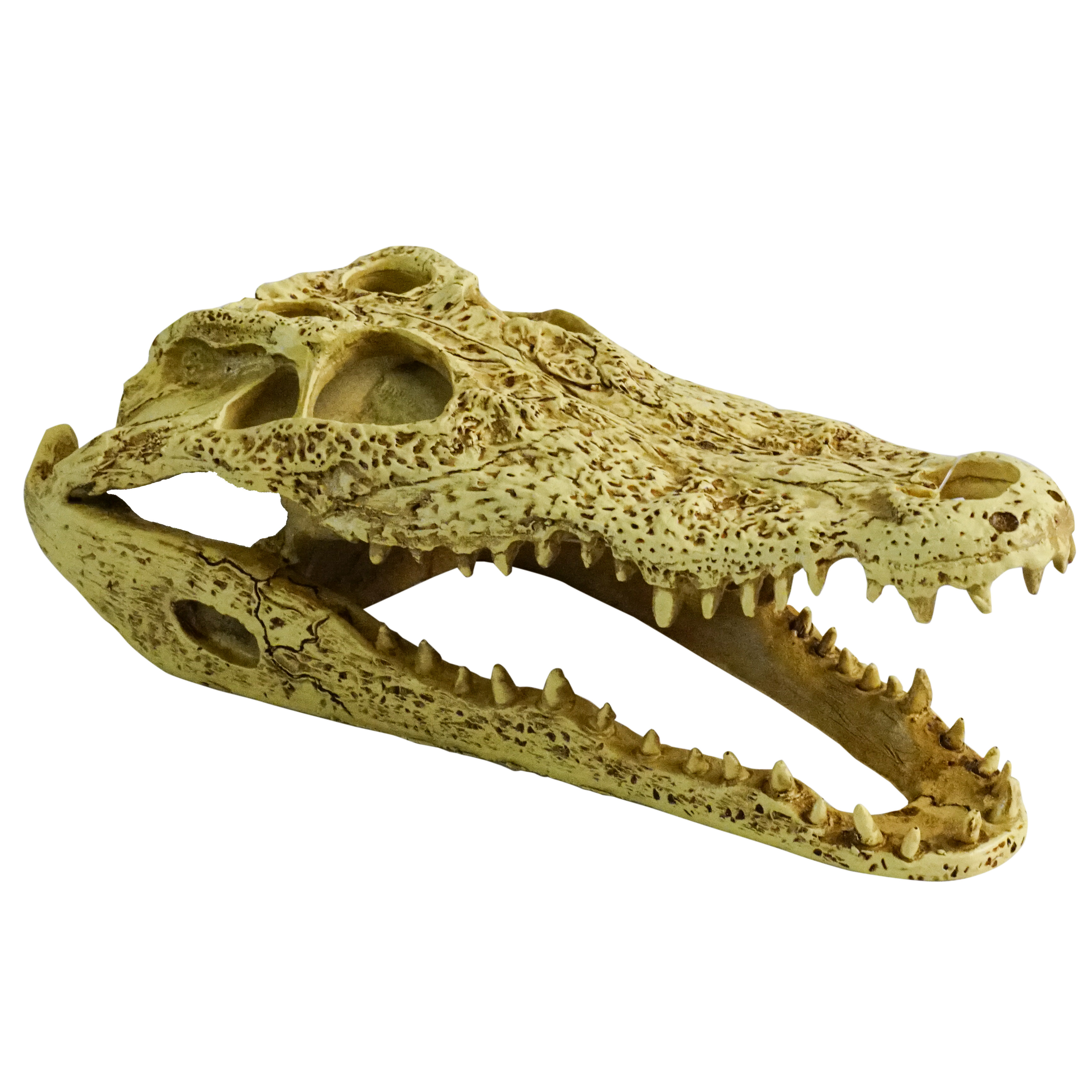 ProRep Crocodile Skull 24x11.5x9cm