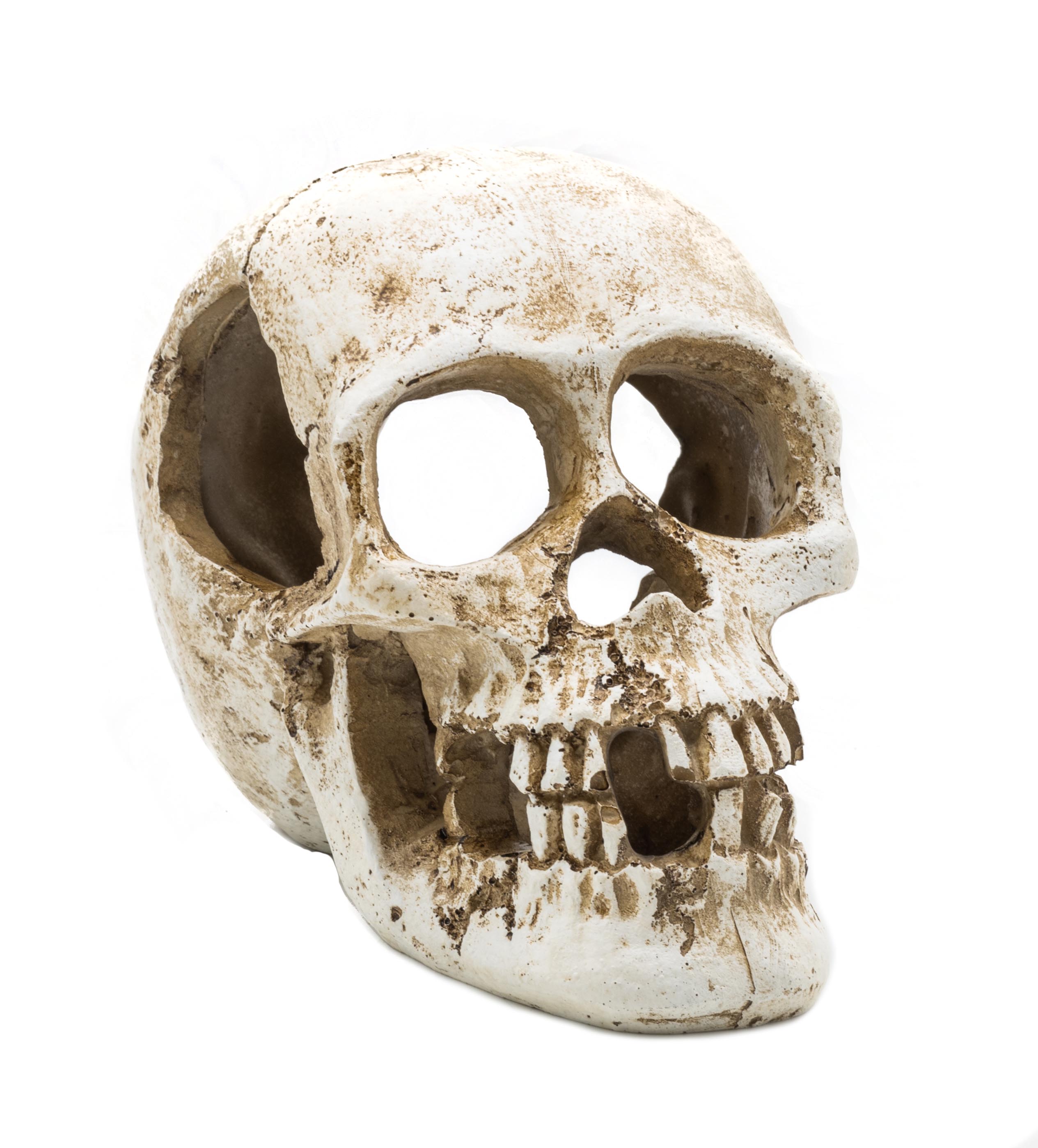 ProRep Human Skull 15x10x11.5cm