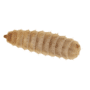 Calci Worms