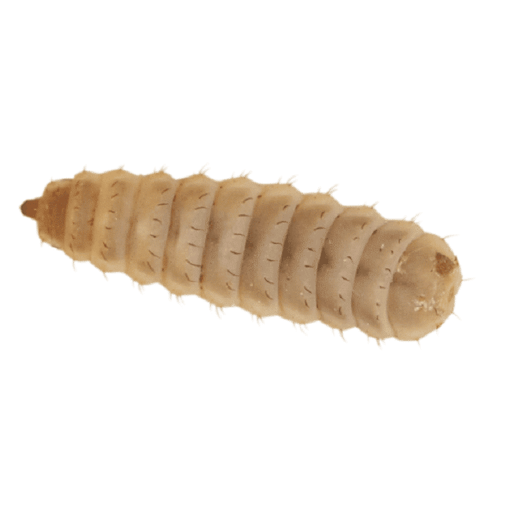 BULK Silkworms - Silkworm Store