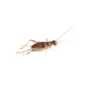 Silent Brown Crickets
