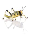 Locusts