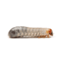XL Pachnoda / Fruit Beetle Grubs