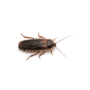 Dubia Roaches