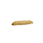 Waxworms