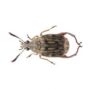 Bean Weevil Culture