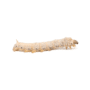 Silkworms