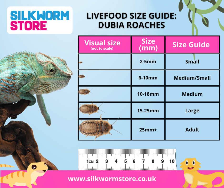 Size Guide - Dubia Roaches