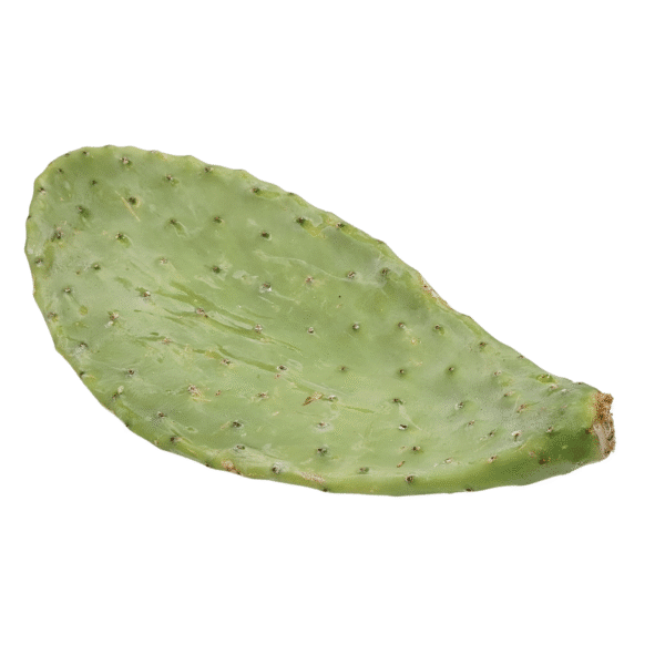 Prickly Pear Pads (Opuntia) - Image 3