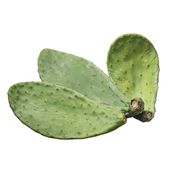 Prickly Pear Pads (Opuntia) - Image 6