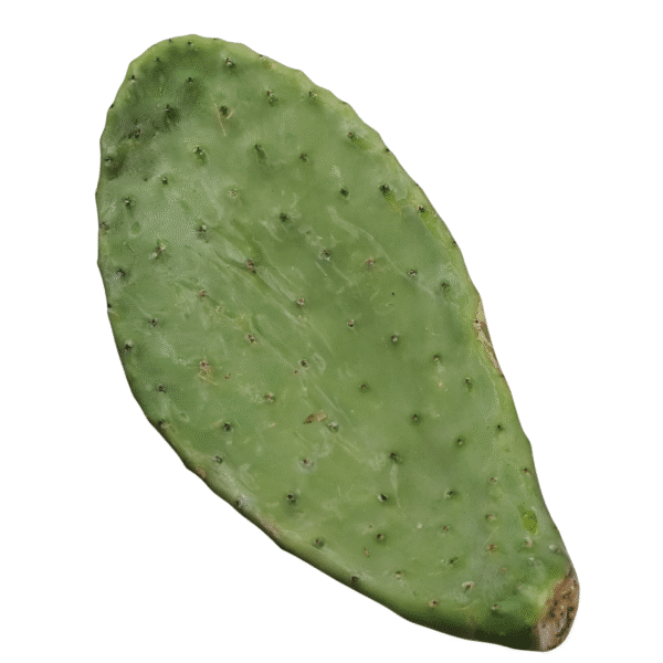 Prickly Pear Pads (Opuntia) - Image 1