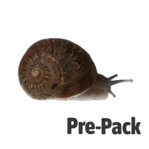 Snails livefood variety pack with small medium and large sizes for reptiles