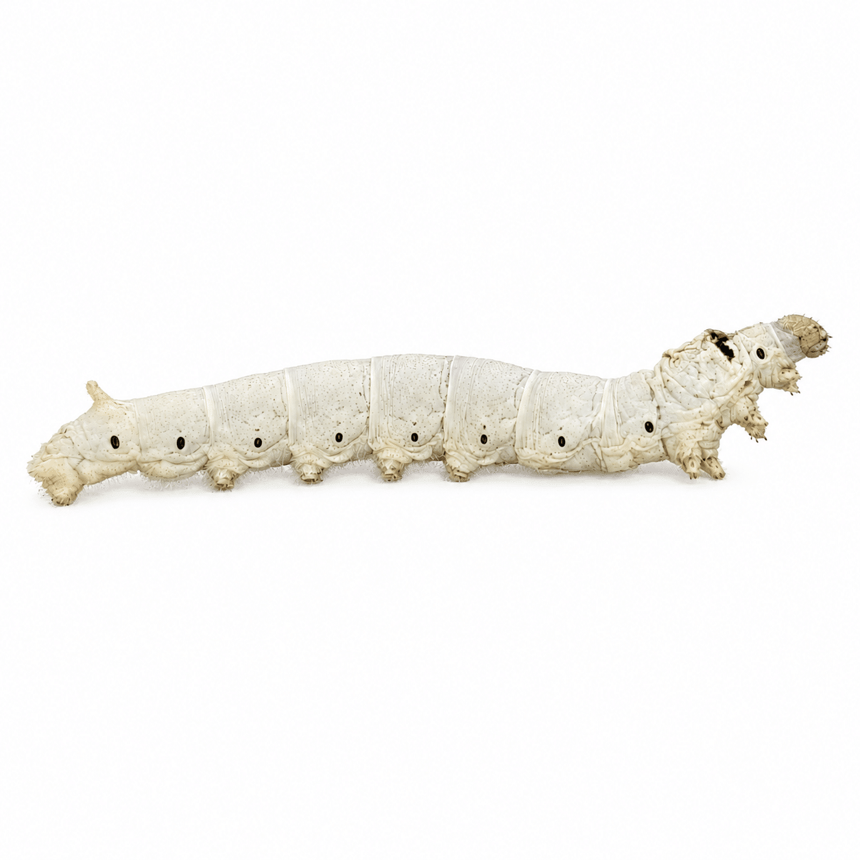Free half tub of silkworms!