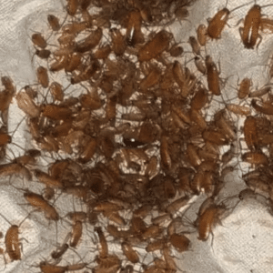 Red Roaches, also known as Red Runners