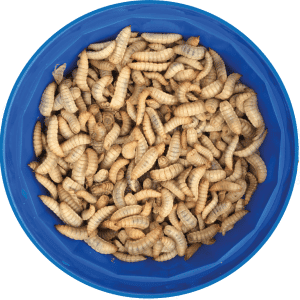 Live Calci Worms (Large) 1000 - The very Best quality and no soil
