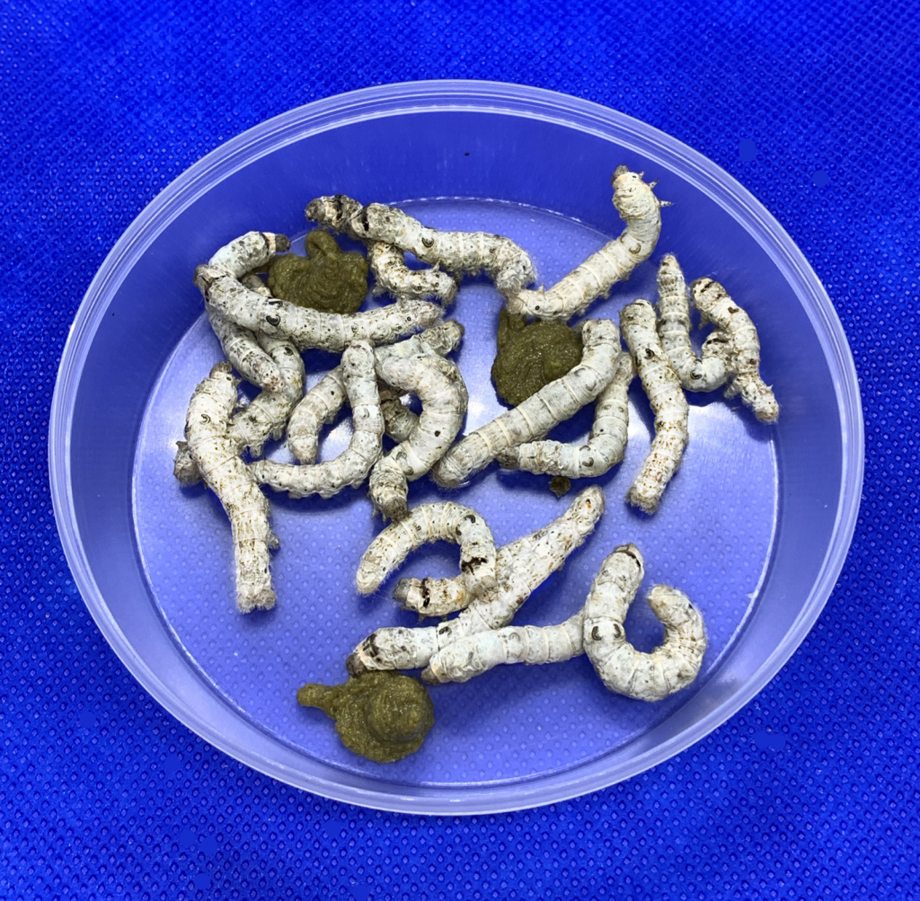 20 Silkworms Medium Size 20 40m With Free Feeding Tongs Reptile