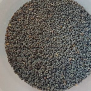 Silkworm eggs Bombyx Mori Livefood eggs - Direct from breeder to your door
